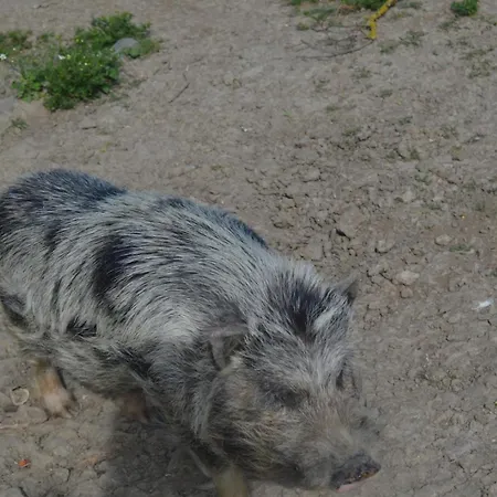 Roumanieu Le Dom wakacyjny Saint-Gauzens