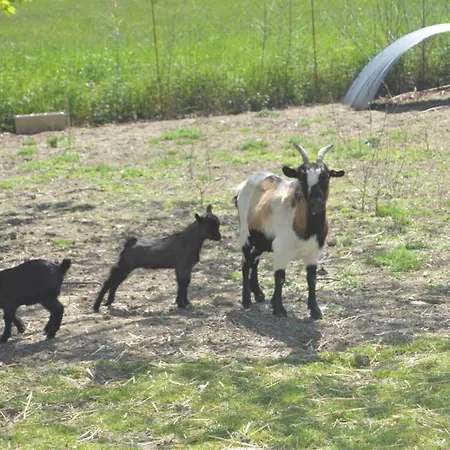 Roumanieu Le * Saint-Gauzens