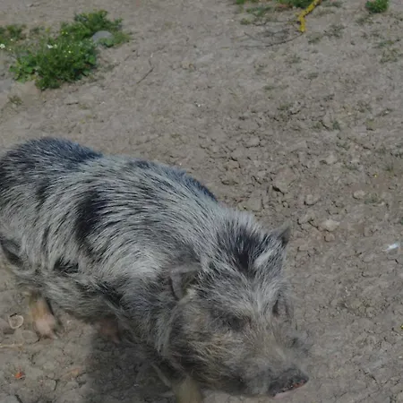 Feriehus Roumanieu Le Saint-Gauzens