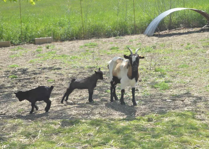 Roumanieu Le * Saint-Gauzens