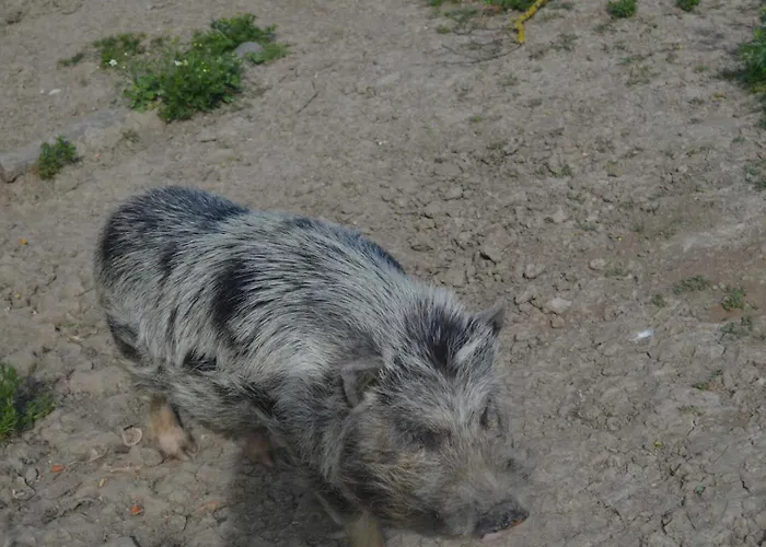 度假居 Roumanieu Le Saint-Gauzens