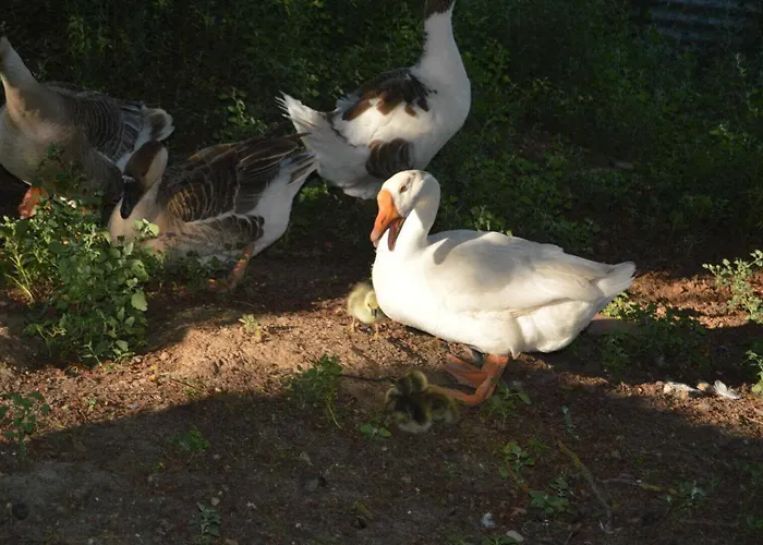 度假居 Roumanieu Le